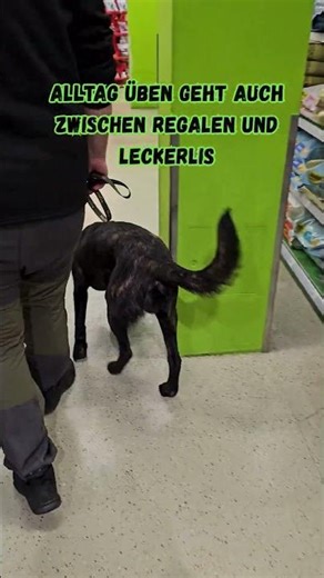 Weihnachtseinkauf mit Hund gehört auch zum Training