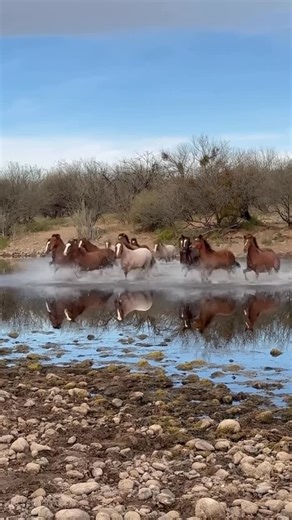 Manou Khabbaz on Instagram: "RIVER RUN Cilantro’s and Luna’s combined band made a swift and unexpected river crossing, after a group of domestic horseback riders crossed the Salt River and let their unleashed dogs run free where the horses were resting, causing the horses to bolt across the river. If you turn the volume up you’ll hear the dogs barking at the beginning of the video. February in Arizona Credit swgoudge #horse #freedom #stickingtogether #stronger #river #unity"
