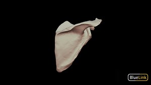 Scapula - Right, Labeled - 3D model by Bluelink Anatomy (@bluelinkanatomy)
