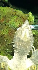 Alligator snapping turtle feeding time. They are the largest freshwater turtles in the world. They are primarily carnivorous, eating mostly fish and other aquatic animals. When hunting, these ambush predators stay motionless in the water and reveal the worm-like appendage on their tongues to lure unsuspecting prey. | Cincinnati Zoo & Botanical Garden