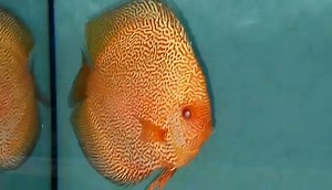 Pigeon Snakeskin x Super Panthera. #discusfishofinstagram #discusaquarium #discusfish #discusfishtank #chensdiscus #discusforsale #fishkeepinghobby #discusaddict #aquariumsofinstagram #discusworld #discusfishes #discushobby #discusmania #discushobbyist #discusofinstagram #chensditone #discusgram #awardwinningdiscus #kingofkings #discuschampion #awardwinningdiscusbreeder #discusgrandchampion #wilddiscus #wilddiscusfish https://www.facebook.com/Chens.discus https://www.chensdiscus.co.uk/ | Chens D