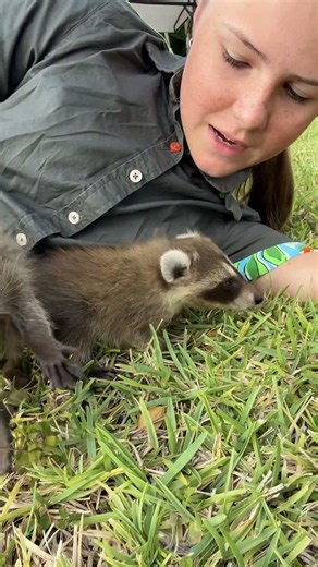 All animals matter - these two baby raccoons were found abandoned on a building site! 🦝🙌🏻