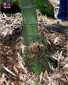 1.1M views · 14K reactions | Crafting Beauty: The Art of Bamboo Root Woodwork.朗 #bambooart #woodworking | Fun club | Facebook