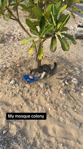 2.6K views · 88 reactions | Feeding stray cats | Pet Lovers | Facebook