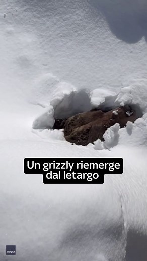 Boo, un amato orso grizzly che vive in una stazione sciistica a Golden, nella Columbia Britannica, è stato filmato mentre emergeva da cumuli di neve dopo essersi svegliato dal letargo. Il video è stato pubblicato dal Kicking Horse Mountain Resort, dove, da quando è rimasto orfano nel 2003, il 22enne Boo ha occupato un rifugio di 20 acri. “Boo aveva percepito il clima caldo e aveva deciso di uscire e godersi un po' di sole! Entrerà e uscirà dalla sua tana nelle prossime settimane", ha scritto Kic