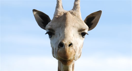 The World’s Last White Giraffe Is Under 24/7 Surveillance to Protect It From Poachers