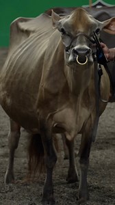 Stoney Point Joel Bailey 3x Grand Champion Jersey at World Dairy Expo | CattleClub.com