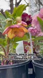 I’m planting these beautiful hellebores in my gardens tomorrow in a new section I’ve dedicated to rare & collectable hellebore hybrids. I’ll post lots of pics @postofficefarmnursery @acorn_nursery #andrewstark #andrewstarkgardens #andrewstarkgardendesign #gardendesign #gardendesignmelbourne #hedges #topiary #pruning #gardenreno #gardenrenovation #gardenlovers #helleborus #hellebore #hellebores #helleborusorientalis #helleboreseason #helleborelove #winterrose #lentenrose #shade #shadegarden | And