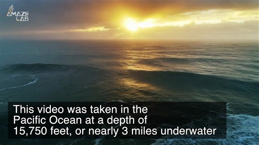 Check Out These Mysterious Octopus Found on the Ocean Floor