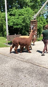✨Today we opened our gates to Potter Park Zoo members! ✨ It truly brought joy to our hearts to see everyone at the zoo. We’re so thankful to everyone who actively participated in social distancing and following the new one way flow through the zoo (demonstrated perfectly by the alpacas Mac and Image). We can’t for another amazing day tomorrow ❤️ 🦏 open to members June 15-17 and to all starting June 18! Be sure to purchase your tickets online! Visit www.potterparkzoo.org/reopening-guidelines/ to