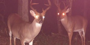 56,000 acres of public land to hunt this fall around Clarks Hill