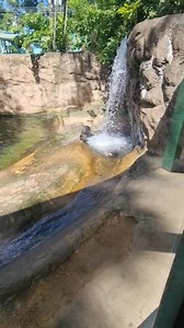 Slip 'n Slide! 🦦🦦 The Emperor Valley Zoo's giant otters have a most fun time on their water slide! Zoo Guests were thrilled to see the otters play! 🦦 Otter Fact! - Otters are excellent swimmers. They have webbed feet and powerful tails! See our otters during your visit to the zoo! #EmperorValleyZoo #GiantOtter | Emperor Valley Zoo