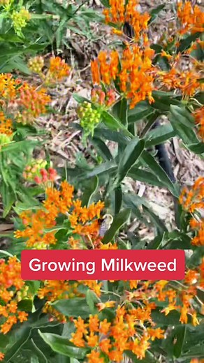 Orange Milkweed: A Must-Have for Pollinators