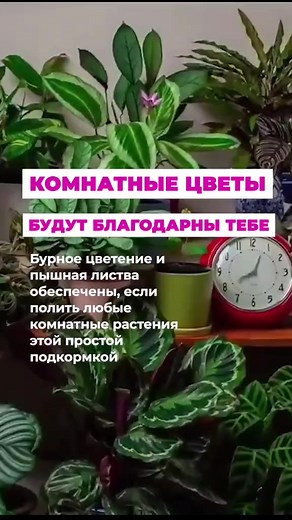 Уход за комнатными цветами: советы и рекомендации