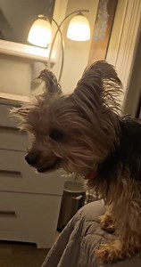 Nothing says sadness and confusion as this dog is expressing right now. 15 years old dumped in a field and abandoned! I can't imagine what this dog is going through. It didn't take long for HOTEL STEVE ⭐️⭐️⭐️⭐️⭐️ to see her and want to get her out ASAP. Read Steve's notes. Just heartbreaking. This is Maple #211357... She is 15 years old and this is what it sounds like when your family dumps you in a shelter. She is here now and safe.... she can stay with me until forever We're going to have a sp