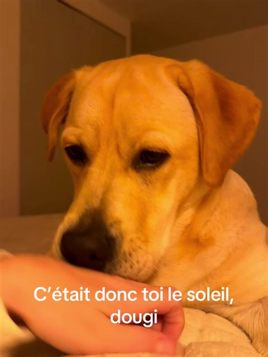 Celebrating Dougi: My Beloved Labrador