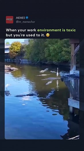 Z security 😂😂😂 | Meme Sarcasm Comedy