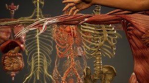 Animated 3D human anatomy illustration