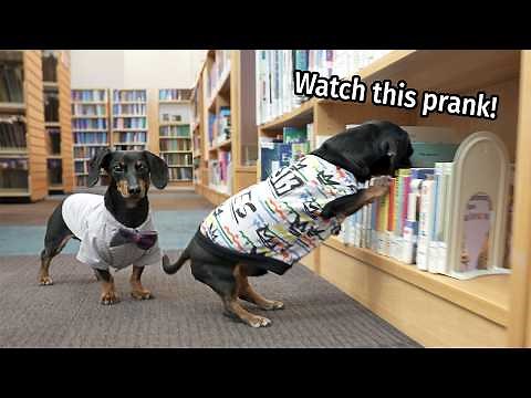 Ep 35: The Dogs Get into TROUBLE AT THE LIBRARY!