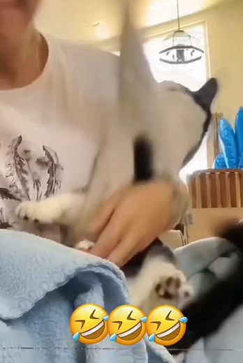 Talking Cat Gives Hilarious Commands to Owner