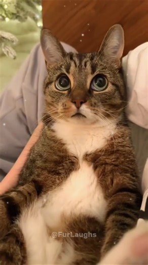 What Colors Your Cat Actually See — The Answer Will Surprise You