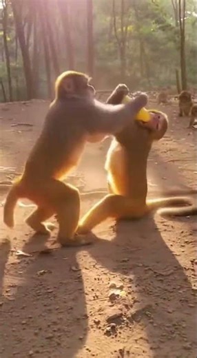 Two Monkeys Fight Over a Banana! | Hilarious Animal Battle #animalshorts #animal #funny #animals