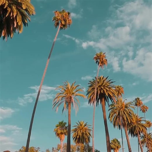 🌟 See Hollywood the Way the Stars Do 🌟 Forget crowded sidewalks and rushed photo ops — this is Hollywood like you’ve never seen it before. Our signature Hollywood & Beverly Hills Bus Tours take you beyond the velvet ropes, where silver screens meet real streets. Cruise past legendary landmarks like Rodeo Drive, the Hollywood Sign, and celebrity neighborhoods — all while movie scenes play on screen inside your luxury vehicle. 🎬✨ 💫 What guests are saying: “Absolutely loved this tour! The movie