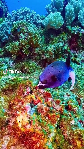 ‏"Dive into a #mesmerizing #underwater world with our live aquarium w...