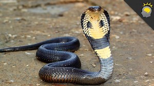 406K views · 54 reactions | King Cobra Mania | Howstuffworks | Facebook