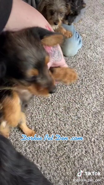 #dorkiepetden #dorkie #puppy #adorable #puppies #cute #playful #dog #silly #adoptme