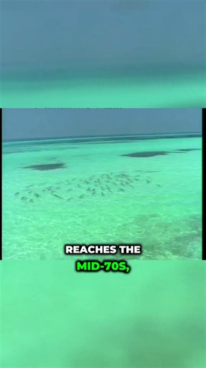 Tarpon Secrets Revealed