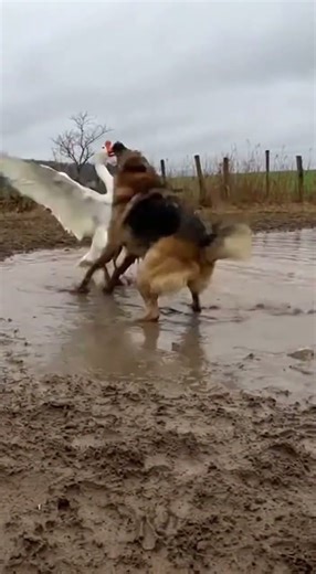 Goose vs Shepherd Dog Launches Relentless：🪶🐕 Mud-Splashing Circles, Wings Hammering, Beak Stabbing