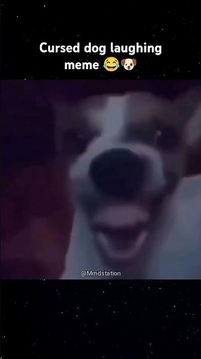 Cursed dog laughing meme original extended 😂🐶 #dog #memes #laughing
