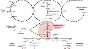 MTHFR: The Hidden Genetic Factor Affecting Your Energy, Mood, and
