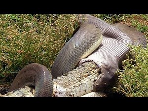 SNAKE EATS CROCODILE IN AUSTRALIA - Python devours crocodile in 15 minutes!