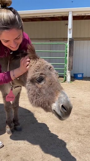 Just a little donkey bringing big smiles. #DonkeyLove #SmilingDonkey #HappyCritter #FluffyFriend #FarmSmiles | Donkey Whisperer