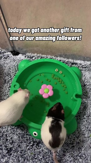 Best Digging Substrate for Rats: Sand vs. Dirt