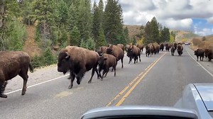 143K views · 5.1K reactions | A herd of buffalo casually claims the road in Yellowstone, offering a wild and unforgettable sight for park visitors. | Rumble | Facebook