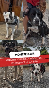 🐶 Après un été chaotique en matière d’abandons, la SPA de Montpellier nous a présenté 4 chiens à l’adoption. Souvent, les chiens qui ont le plus de mal à être adoptés sont les chiens catégorisés, qui souffrent d’une mauvaise réputation, les grands chiens, les vieux chiens. | Midi Libre