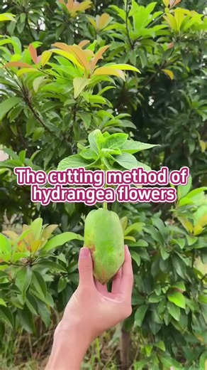 The cutting method of hydrangea flowers. #plant #planting #planttok #plants #plantlover #plantcare #planttips #plantcaretips #homegarden #indoorplants #planttiktok #houseplants #garden #gardening #gardening101 #gardeningtips #gardeninghacks #gardenplants #gardentok