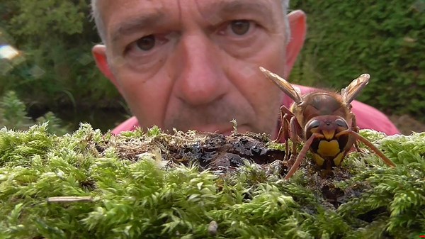Close Look At A European Hornet