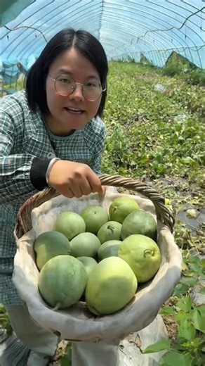 Amazing fresh green cucumber | Delicious fruits harvest from Farm #farming #fruit