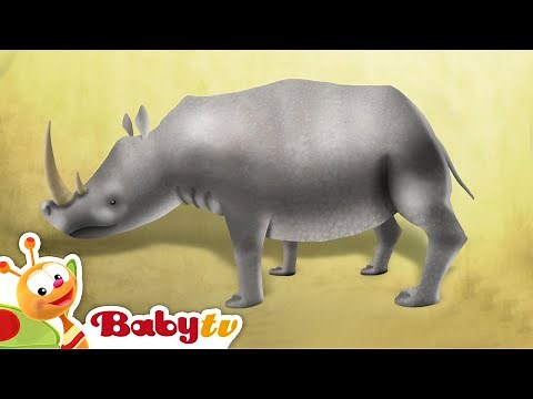 Rhinoceros | Animal Party | Animals for Kids @BabyTV