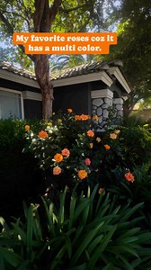 35 reactions · 26 comments | The multi color roses in our front yard. | Emma Jumao-as Levin | Facebook