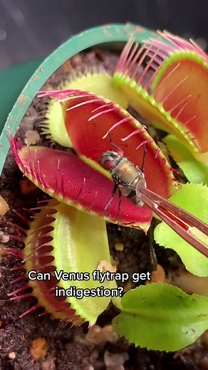 Venus Flytrap Digestion Process Explained