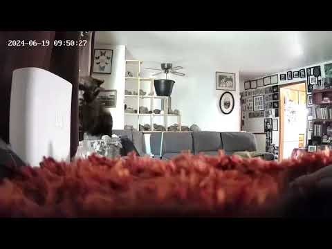 Teckin Home Security Camera: Dan Goes Down To The Master Bedroom To See If Anyone Is Home