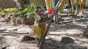 1.4K views · 52 reactions | Poor Linda Play Outside Till Hungry To Eating Big Snail | Mr Jacky | Facebook