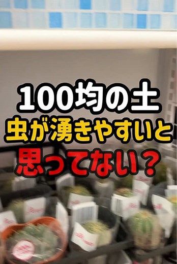 100均の土だから虫が湧く？ んなこたぁ、ない❣️ #観葉植物のある暮らし #観葉植物初心者 #植え替え #土選び #daiso