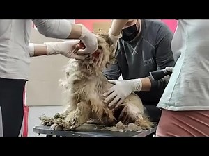 Extreme Aggression: How We Managed to Calm the Dog for Grooming