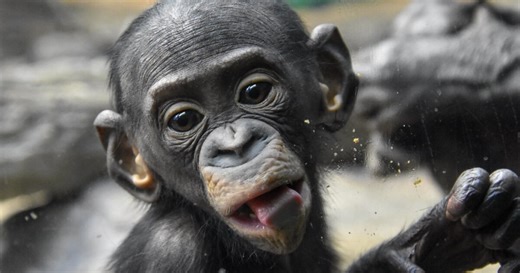 Cincinnati Zoo mourning after 3-year-old bonobo died from RSV outbreak